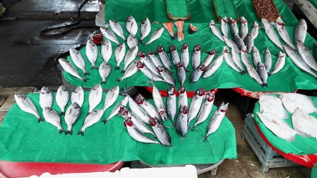 İstanbul- Balıkçılar av sezonundan umutlu: Bu sene palamut bol olacak, fiyatlar düşecek İstanbul Balıkçılar av sezonundan umutlu: Bu sene palamut bol olacak, fiyatlar düşecek