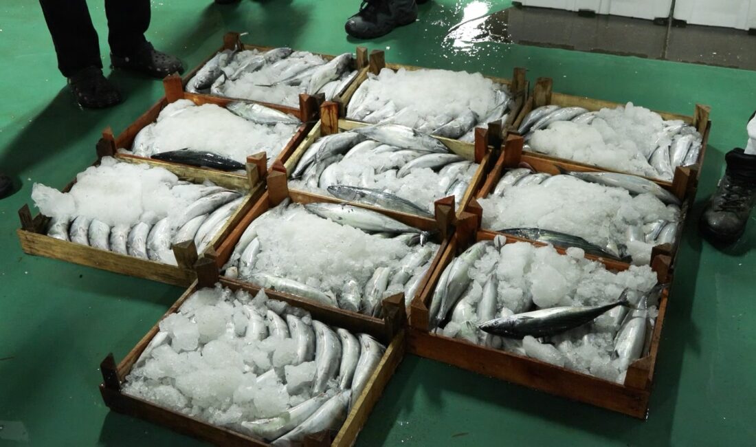 Faruk SAVAŞ – Fırat ALKIZ / İSTANBUL, – GECE yarısından