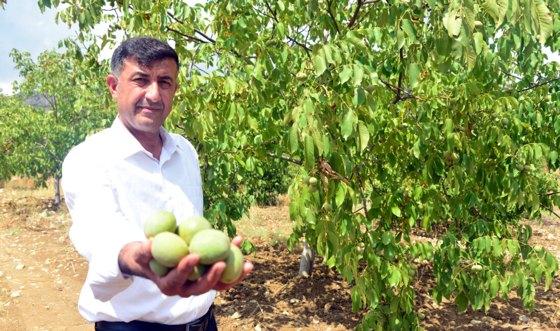 Ömer KOÇ/KAHRAMANMARAŞ, – KAHRAMANMARAŞ’ın AB tescilli ürünü olan ve bölgede