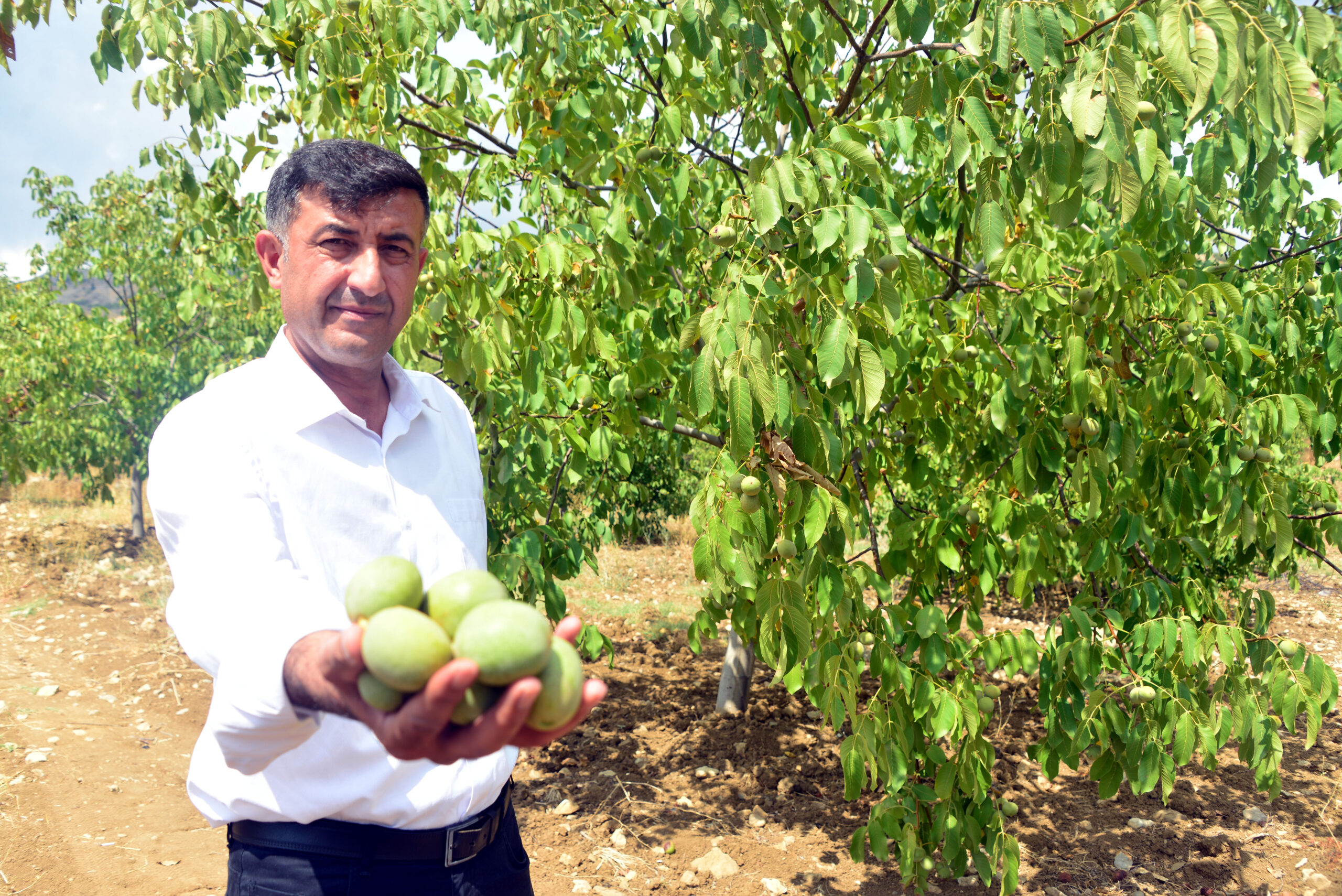 Kahramanmaraş'ta, AB tescilli Çağlayancerit cevizinin hasadı başladı