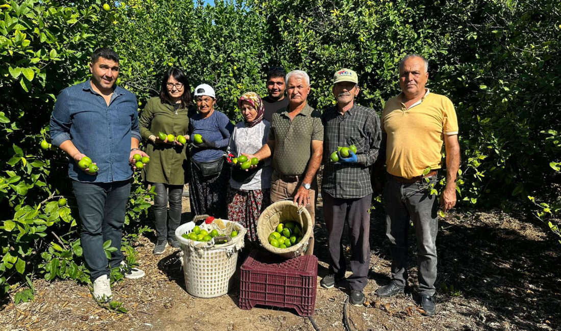 Mehmet DOĞANER/ERDEMLİ (Mersin), – TÜRKİYE’nin limon ihtiyacının yüzde 65’inin karşılandığı