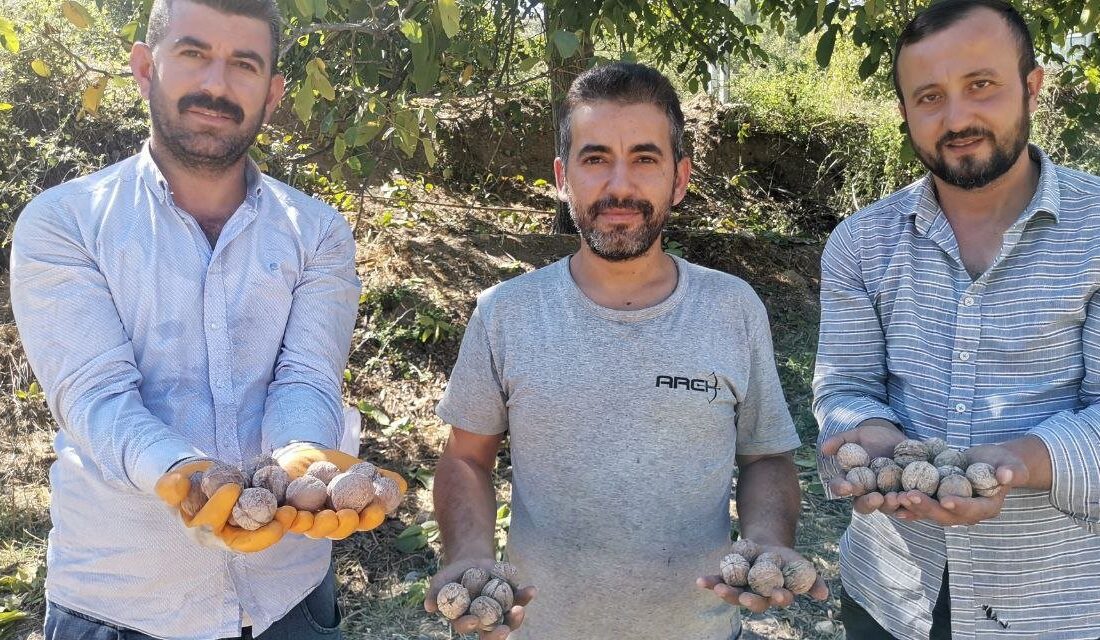 Kahramanmaraş’ta ceviz hasadı başladı. 