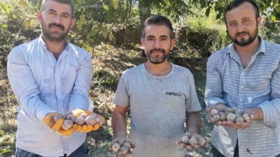 Kahramanmaraş’ta ceviz hasadı başladı. 
