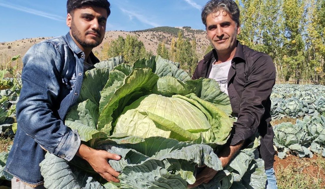 Kahramanmaraş, Türkiye'nin en büyük lahanalarının yetiştirildiği iller arasında öne çıkarken,