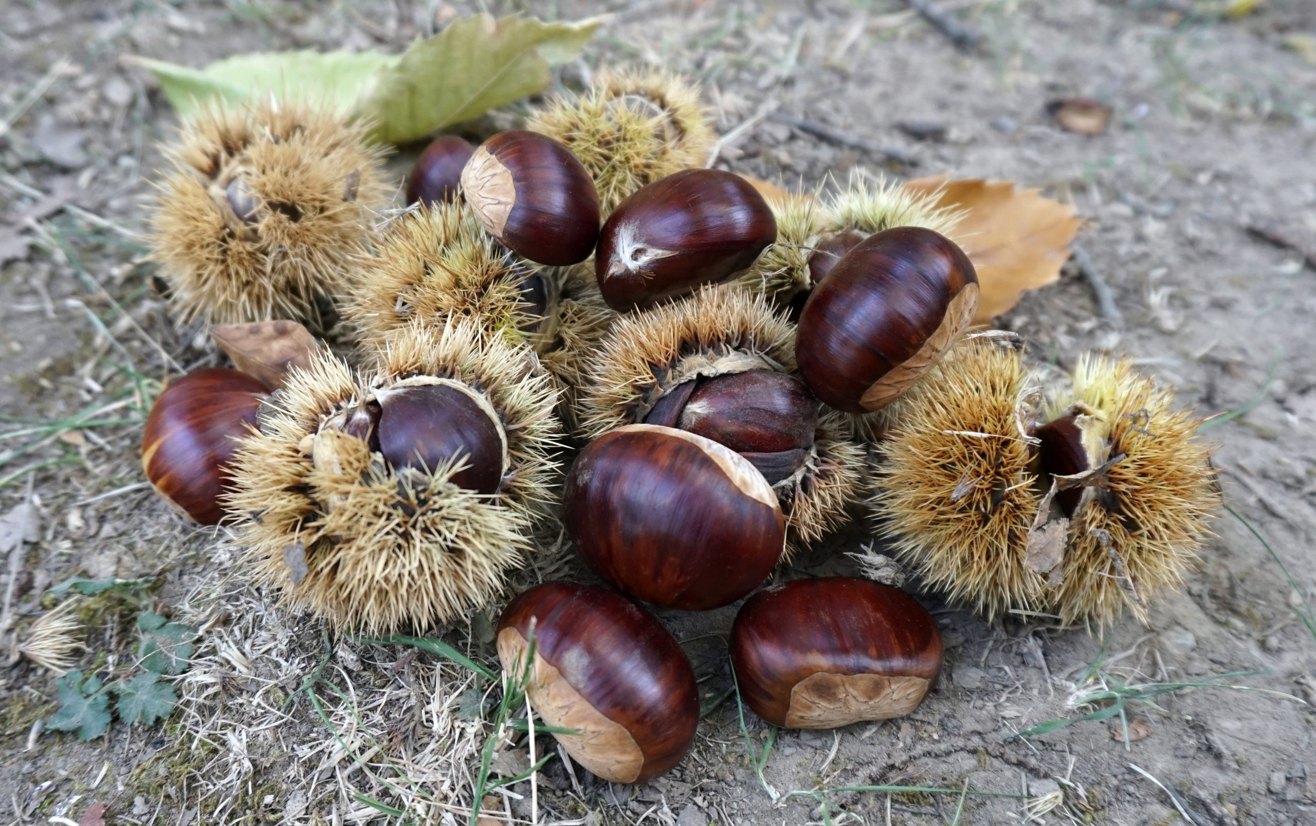 Asırlık ağaçlardan kestane hasadı