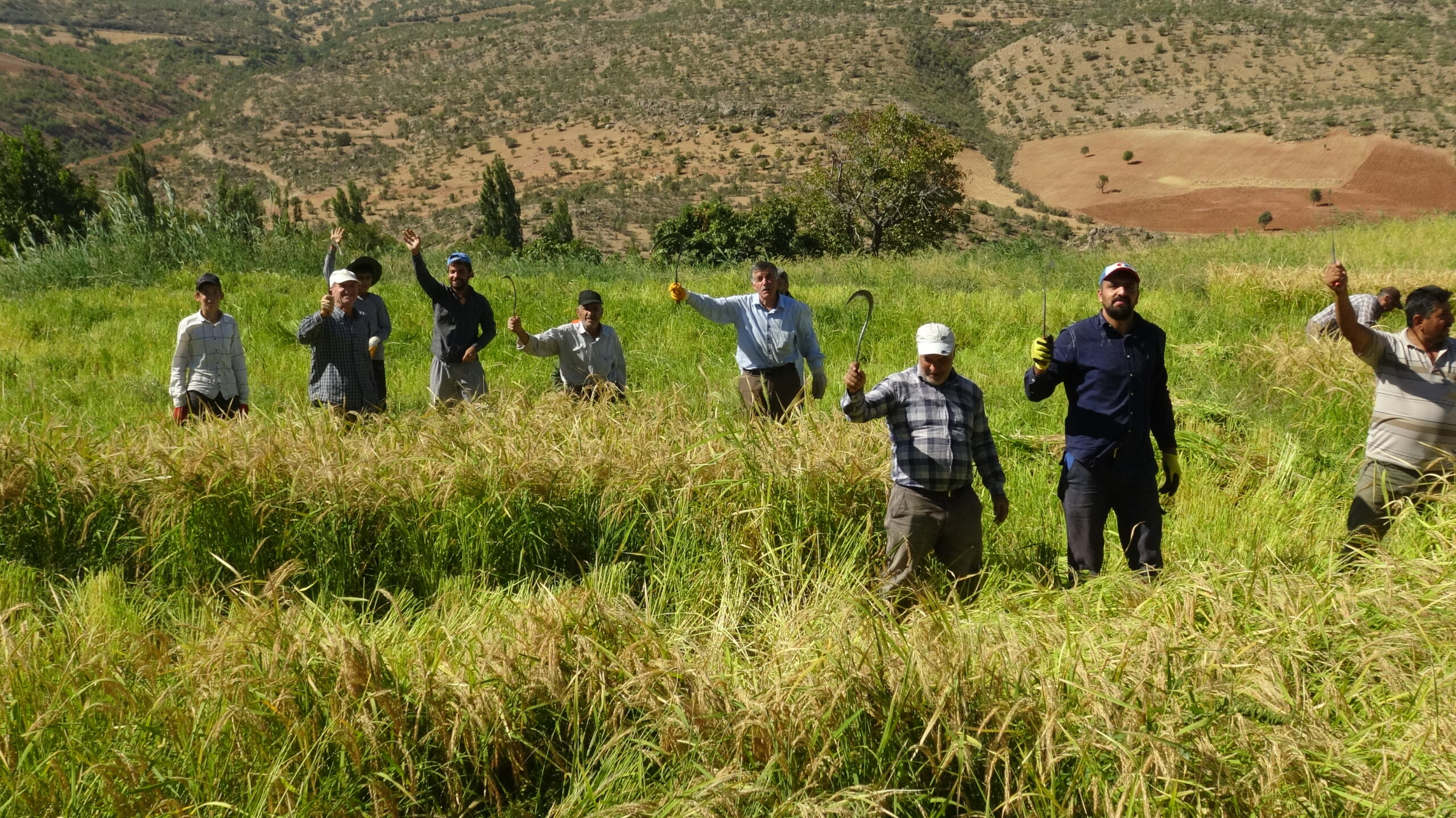 Batman’da tarım makinelerinin giremediği arazilerde imece usulü, orakla pirinç hasadı
