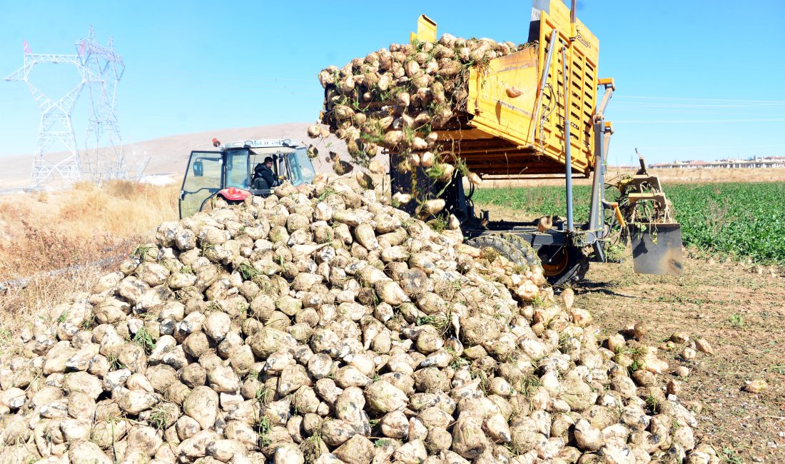 Ömer KOÇ/KAHRAMANMARAŞ, – KAHRAMANMARAŞ’ın Elbistan ilçesinde, şeker pancarı hasadı başladı.
