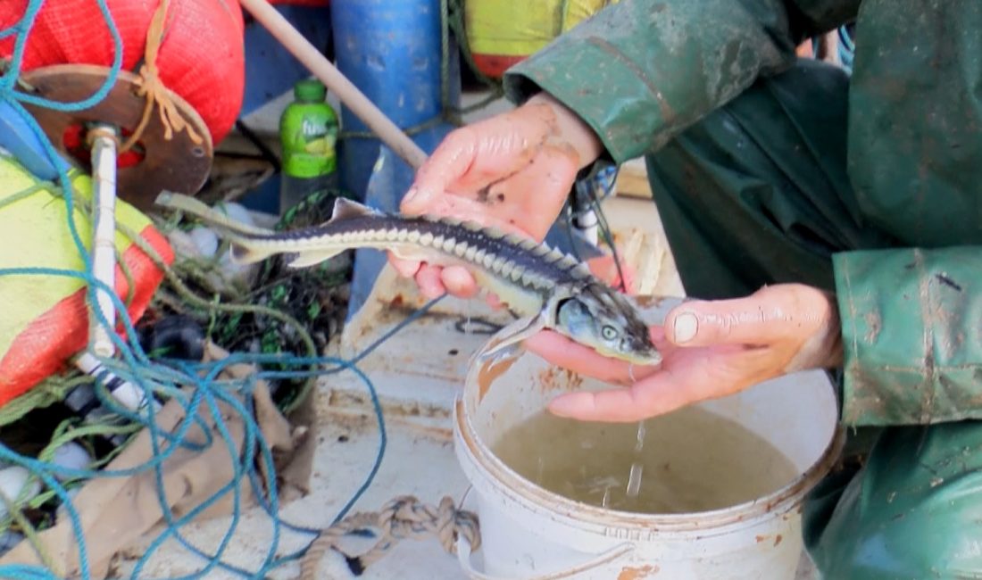 Emrullah CESUR/ORDU, -ORDU’da balıkçılar, ağlarına takılan ve nesli tükenme tehlikesi