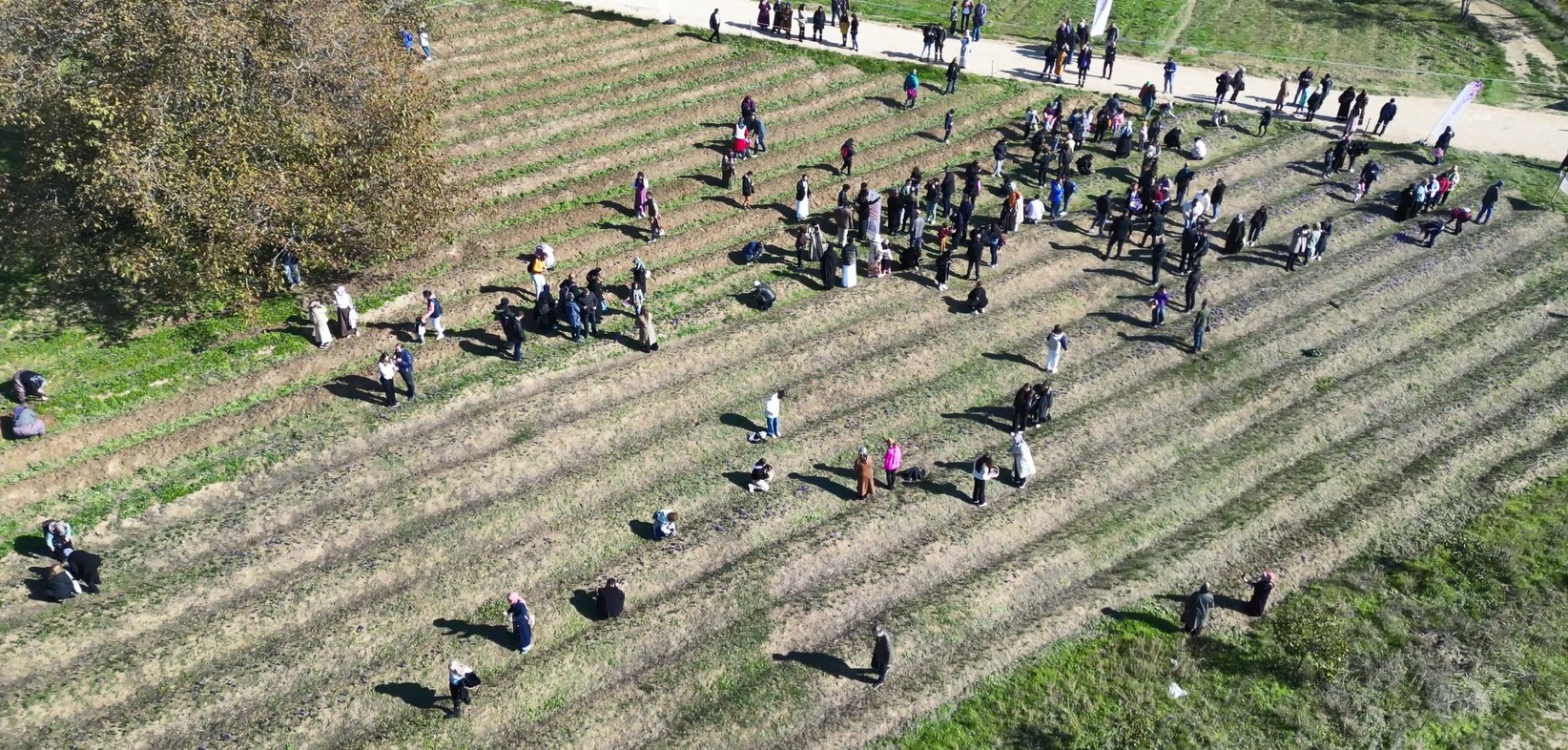 Safranbolu'ya ismini veren safranda hasat başladı