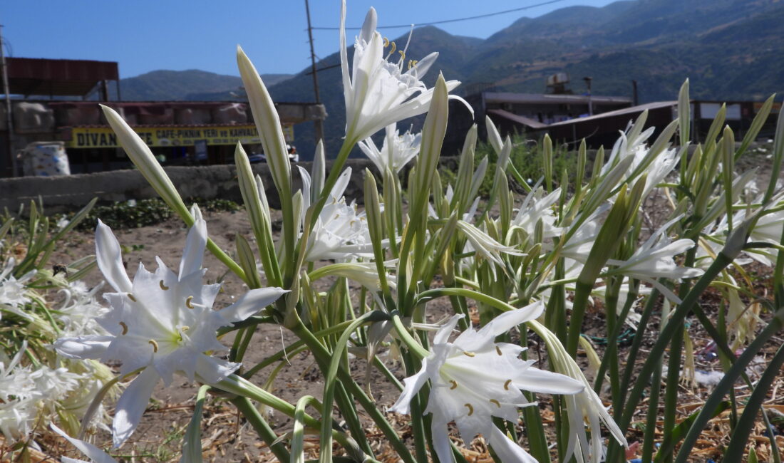 Alican GÜMÜŞ/SAMANDAĞ(Hatay), -HATAY’ın Samandağ ilçesinin 14 kilometre uzunluğundaki sahilini süsleyen