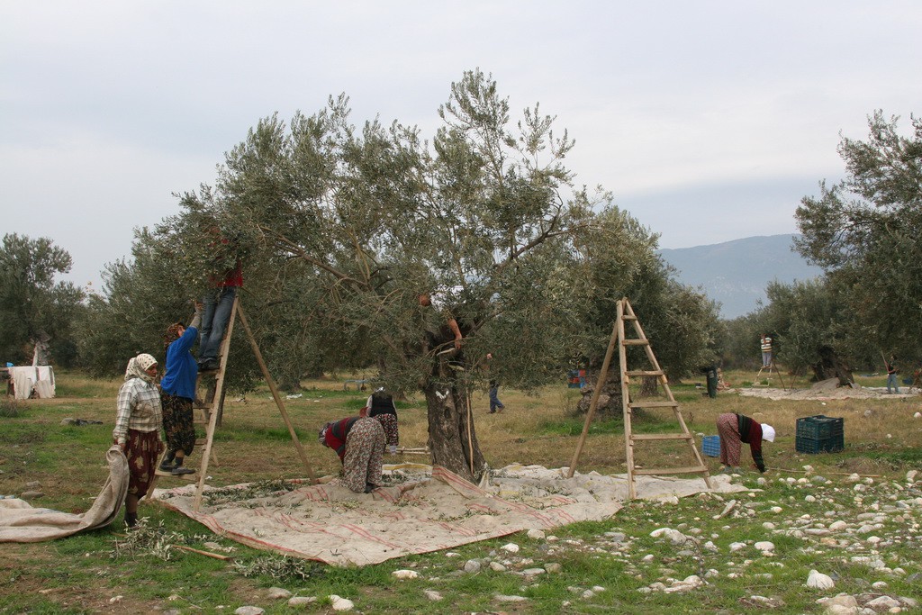 zeytin toplama 06 19.01.2019 373c4a3