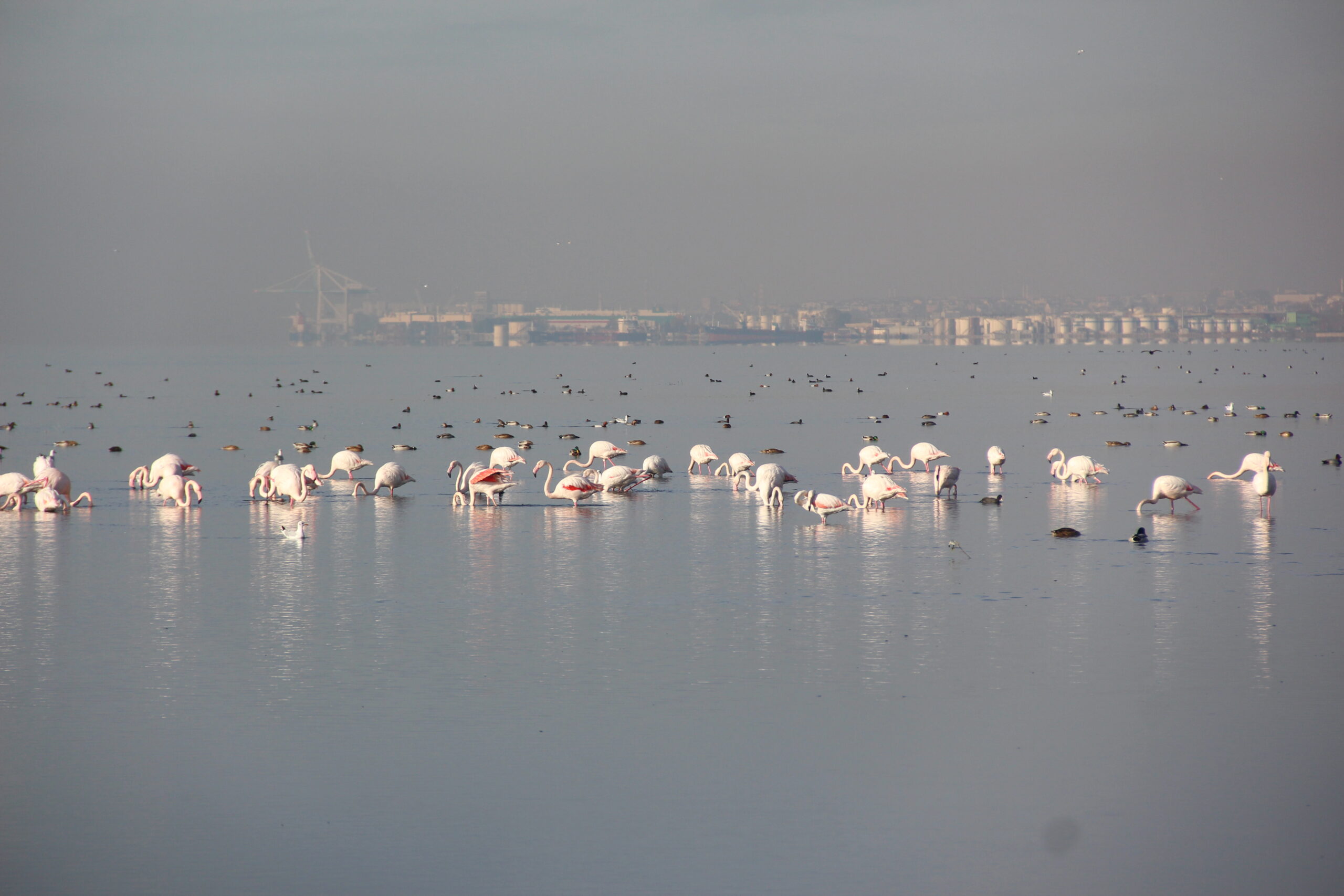 İzmit Körfezi’nde flamingo güzelliği / Ek Fotoğraflar