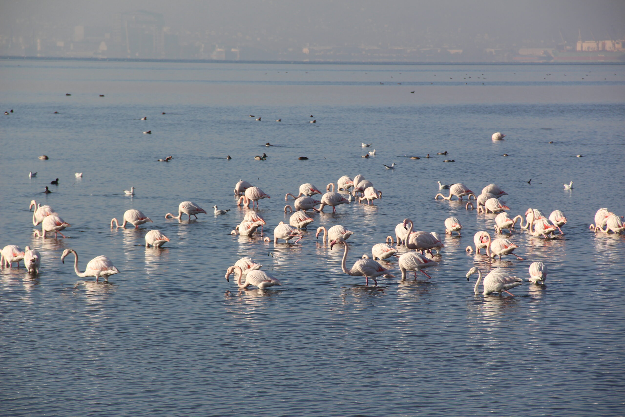 İzmit Körfezi’nde flamingo güzelliği