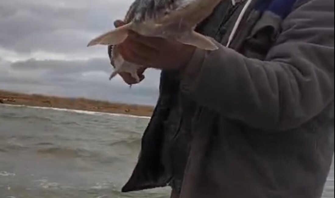 Nazif Cemhan ŞEN/ÇANAKKALE, – ÇANAKKALE’nin Biga ilçesi açıklarında balıkçıların ağına