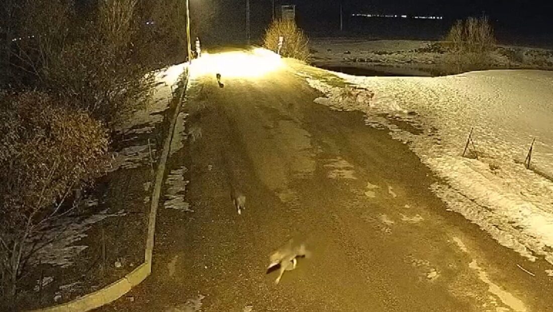 Murat SÖYLEMEZ/BAYBURT, – BAYBURT’ta, karla kaplanan doğal yaşam alanlarında yiyecek