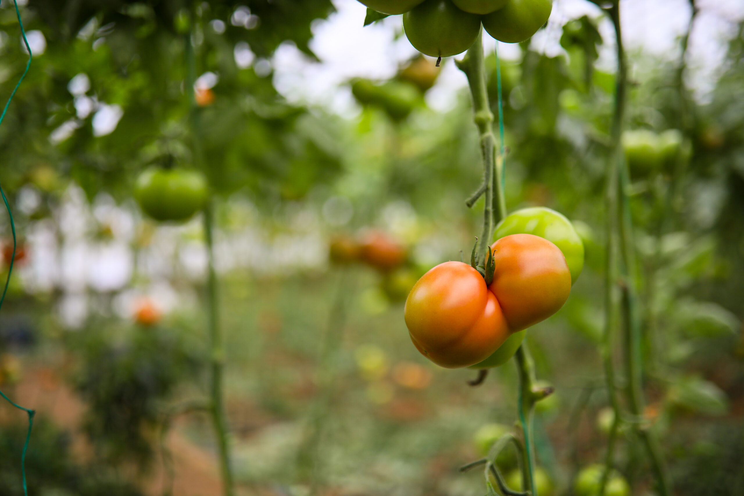 Domatesin fiyatı seradan markete yüzde 175 artıyor Domatesin fiyatı seradan markete yüzde 175 artıyor
