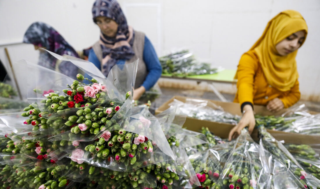 Alparslan ÇINAR/ANTALYA, –KESME çiçek sektörünün üretim yerlerinin başında gelen Antalya’dan