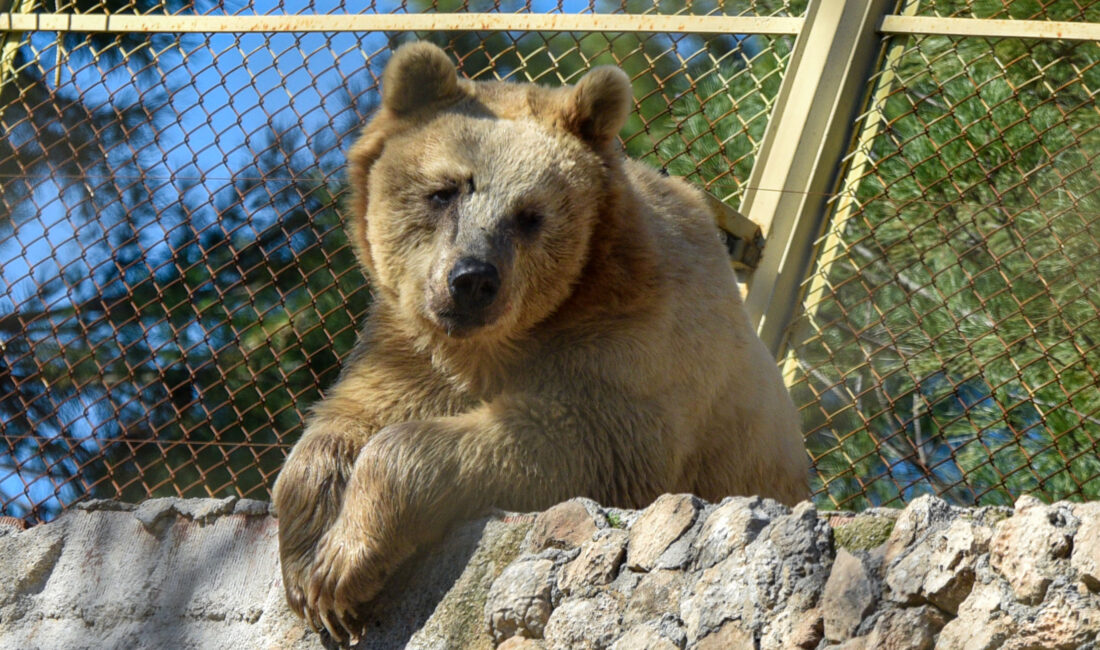 Aysu DURSUN/ANTALYA, – ANTALYA Doğal Yaşam Parkı’nda bulunan bozayı ailesi,