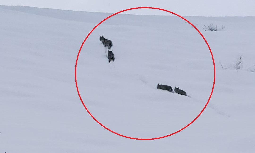 Bülent TEMİZ/KARLIOVA (Bingöl), -BİNGÖL’ün Karlıova ilçesinde karla kaplı arazide vaşak