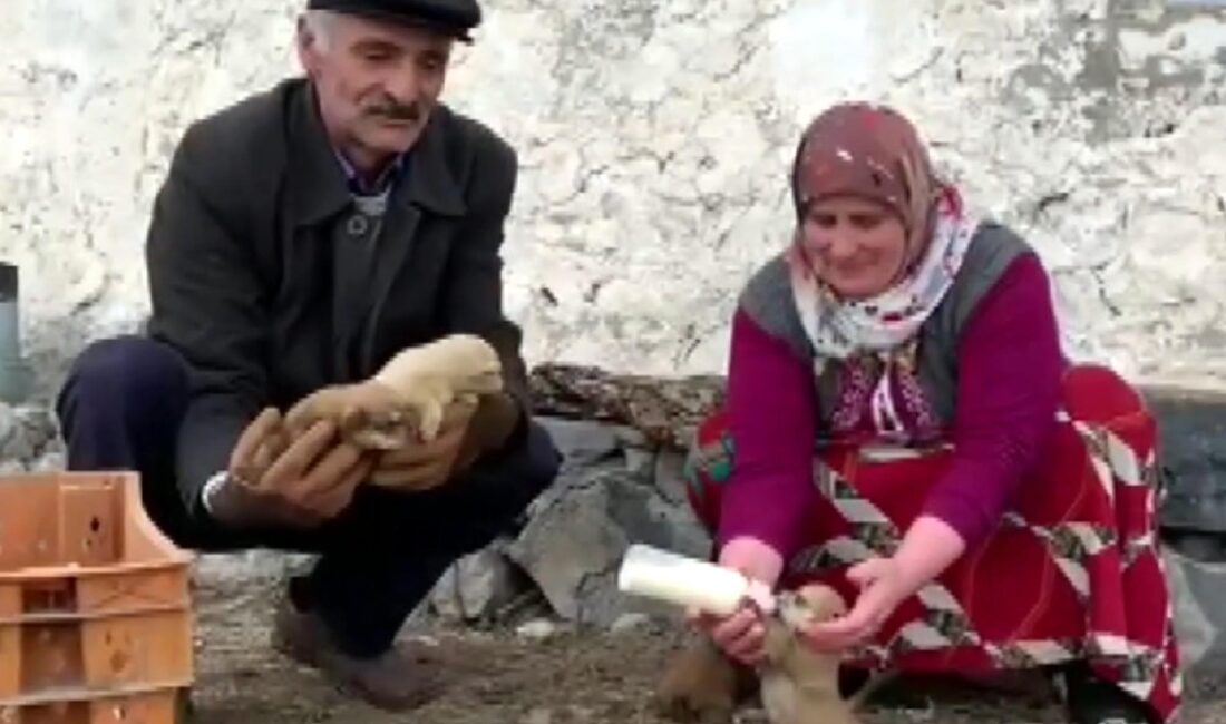 Bedir ALTUNOK/KARS, – KARS’ın Göldalı köyünde Sevilay (55) ve Ömer