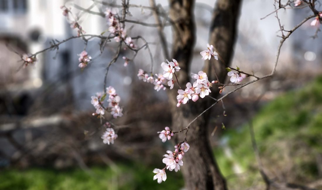 Ünsal YÜCEL/EDİRNE, – EDİRNE’nin Keşan ilçesinde hava sıcaklıklarının mevsim normallerinin