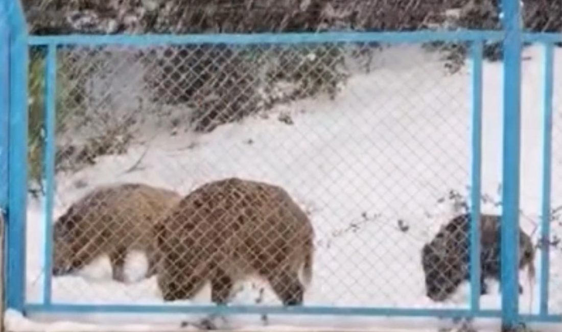 Doğan Can CESUR / İSTANBUL, – İSTANBUL’da etkili olan kar