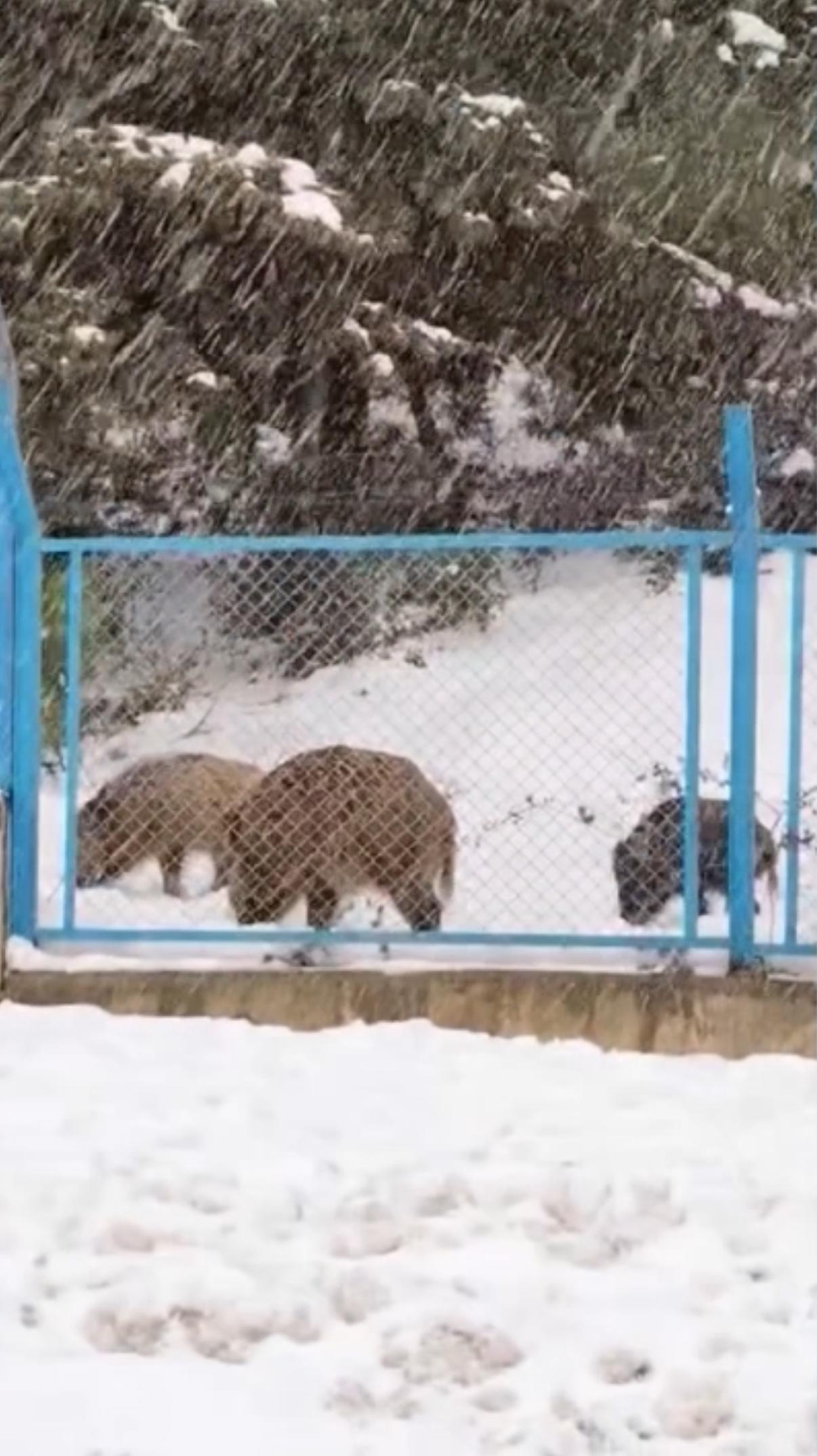 İstanbul Eyüpsultan'da yiyecek arayan domuz sürüsü yola indi