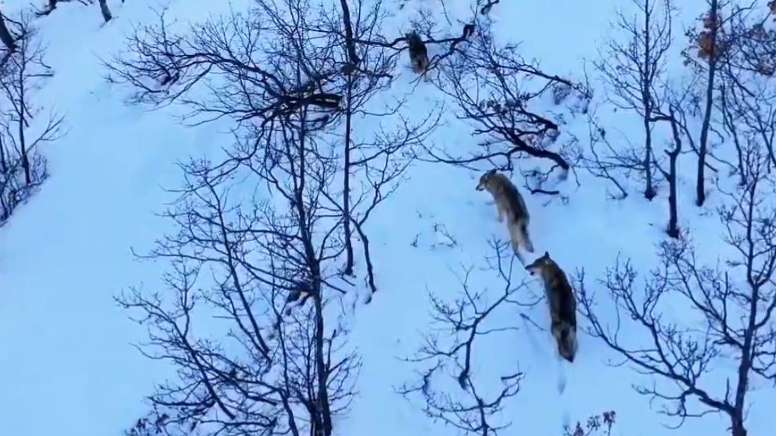 Serhat Ozan YILDIRIM/TUNCELİ, – TÜRKİYE’nin önemli milli parklarından Munzur Vadisi