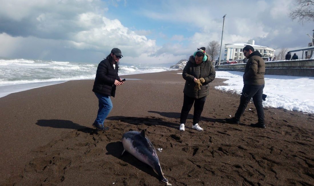 Ayşenur YAMAN/AKÇAKOCA(Düzce), -DÜZCE’nin Akçakoca ilçesinde yaklaşık 2 metre uzunluğundaki ölü