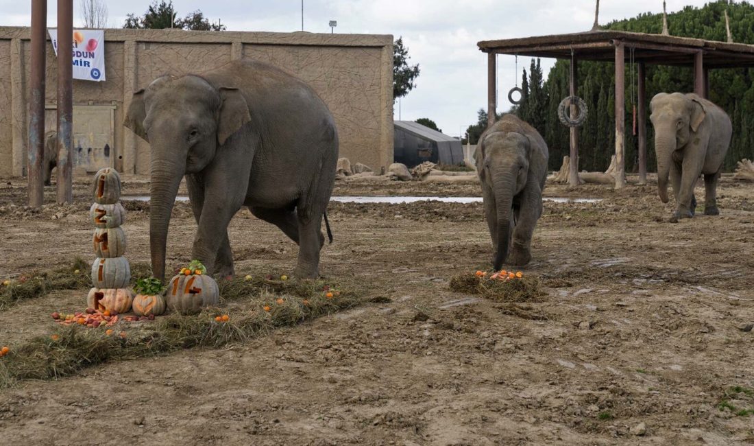 İZMİR, – İZMİR Doğal Yaşam Parkı’ndaki, Türkiye’de dünyaya gelen ilk