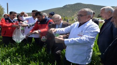 Hububat tarımında verim ve kalite kayıplarına yol açan süne zararlısına