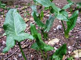 Kahramanmaraş Andırınlılar Yardımlaşma ve Dayanışma Derneğinin geleneksel hale getirdiği Tirşik
