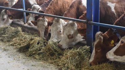Kahramanmaraş’ın Göksun ilçesinde şap hastalığının tespit edilmesi üzerine hayvan sağlığını