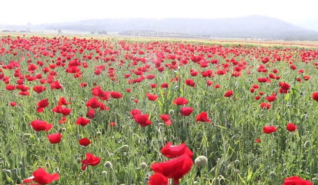 Depremin merkez üssü Kahramanmaraş'ın ovalarında ve sarp dağlık bölgelerinde, baharın