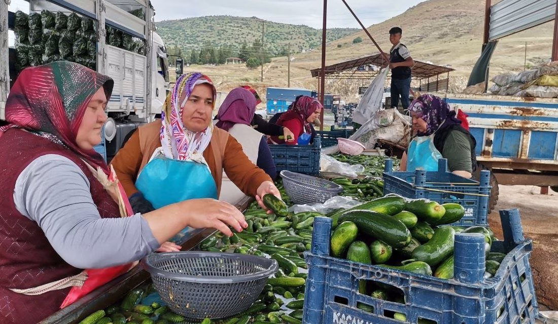 Kahramanmaraş’ın Pazarcık ve Türkoğlu ilçelerinde salatalık hasadı başladı. Bu yıl