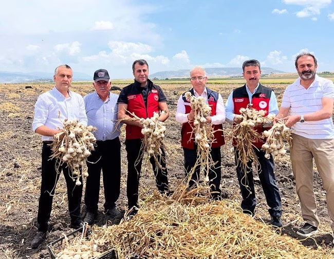 Kahramanmaraş’ta Sarımsak Hasadı Başladı: Kalitesiyle Dikkat Çekiyor. Kahramanmaraş Ziraat Odası