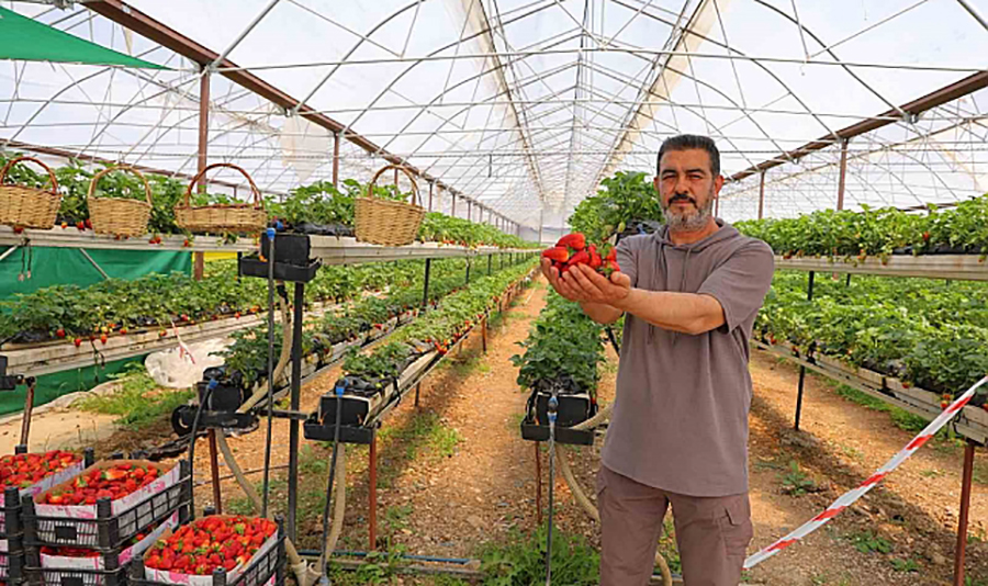 Kahramanmaraş’ın Dulkadiroğlu ilçesinde hayata geçirilen topraksız tarım serası, hem üretim