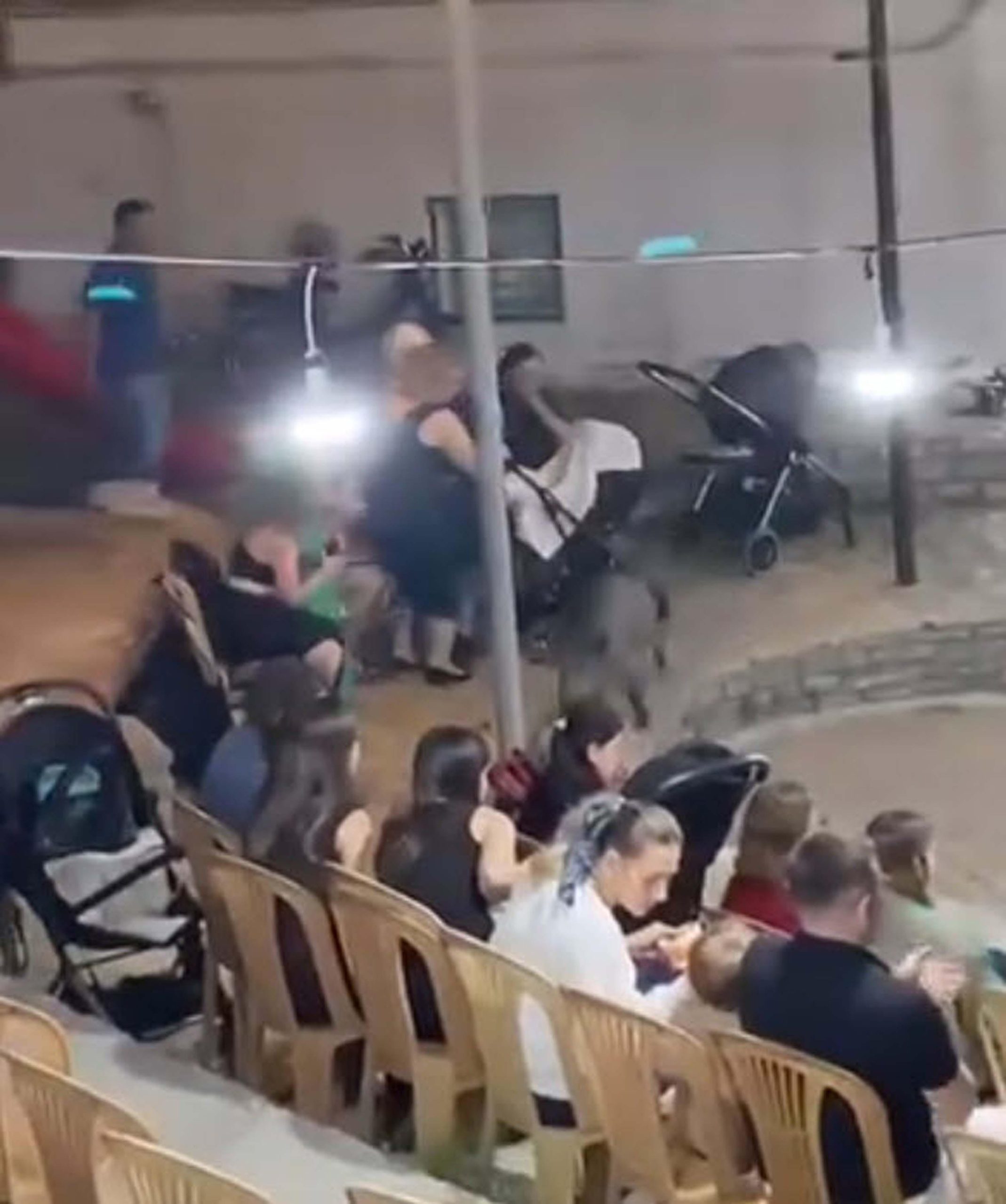 Düğündeki kalabalığın arasına giren domuz kamerada