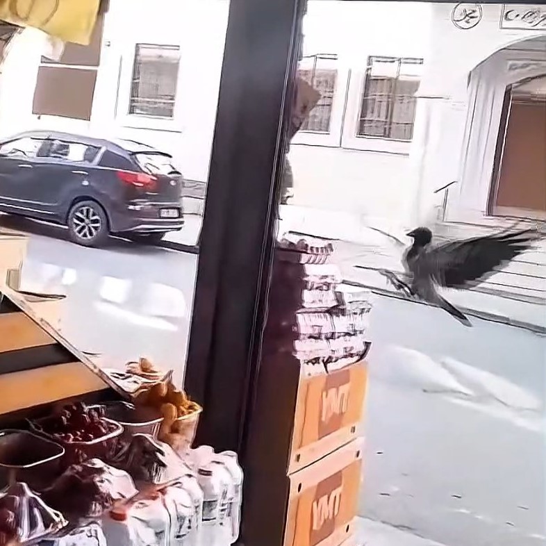 İstanbul Sultangazi'de karganın marketten yumurta aldığı anlar kamerada