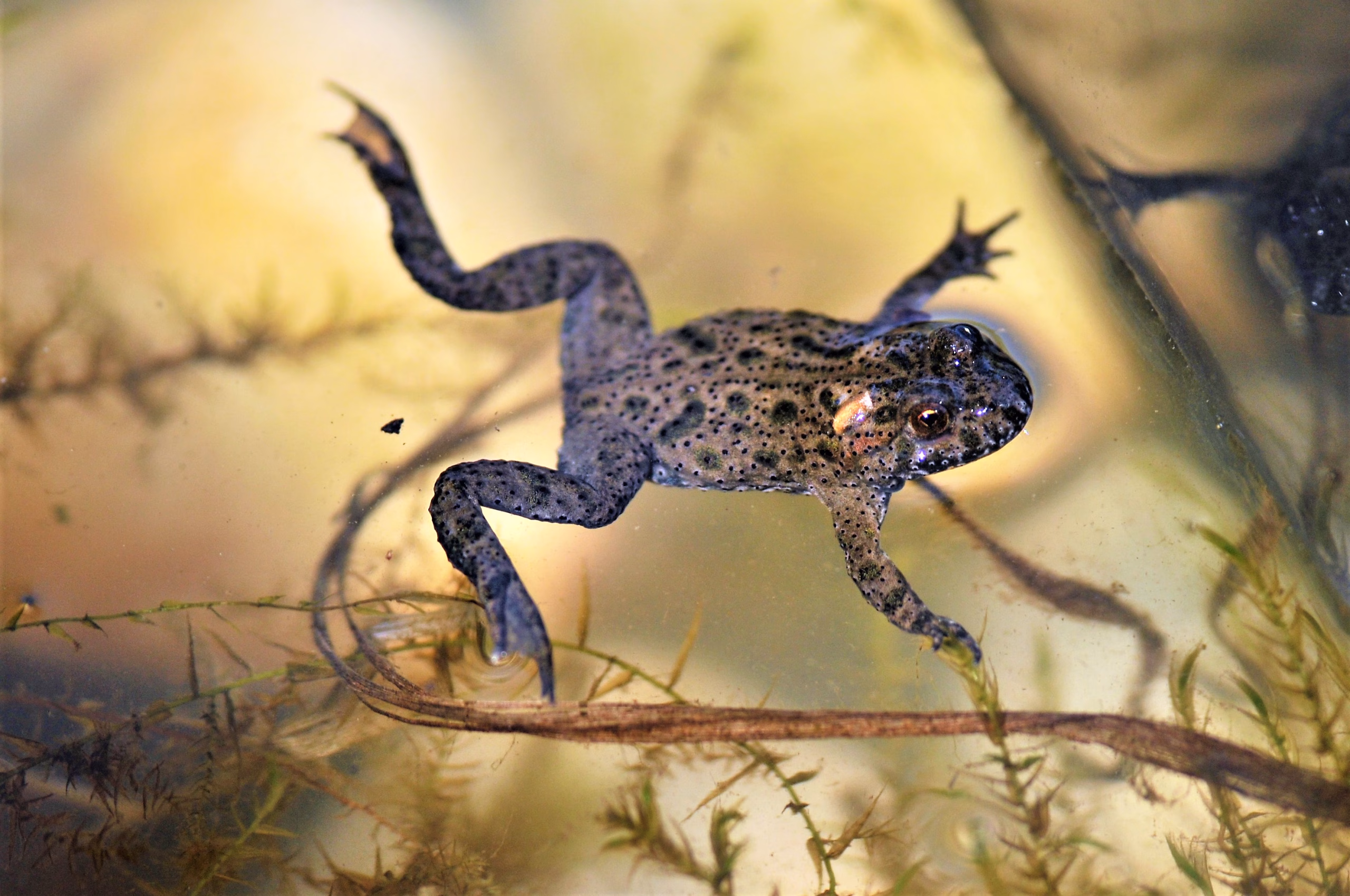 yıldır çektiği yaban hayatı fotoğraflarıyla, geleceğe kaynak bırakmaya hazırlanıyor/Ek fotoğraflar
