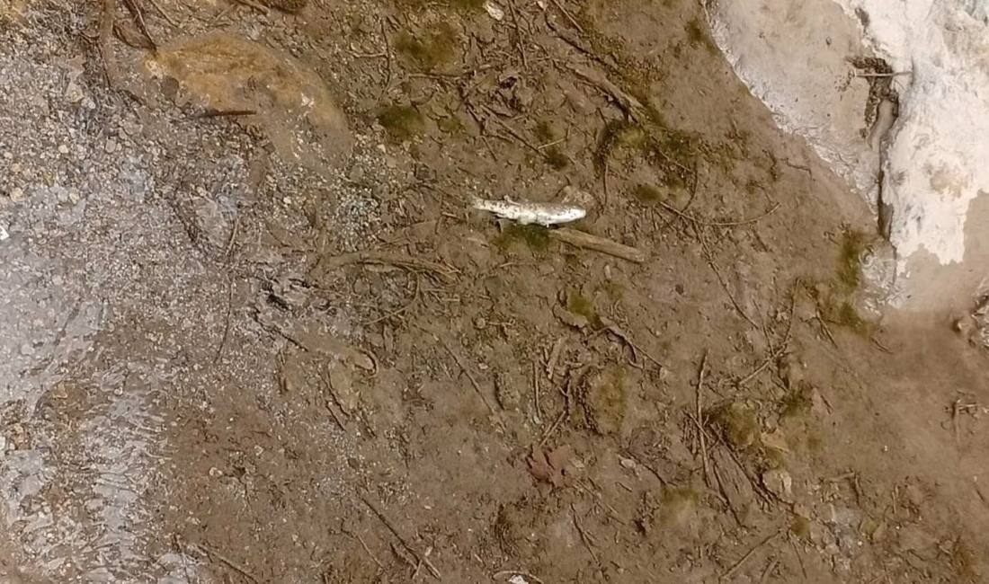 
Düziçi Zindağ Köyü’nde yaşanan kuraklık, doğal yaşamı olumsuz etkiledi. Köyden