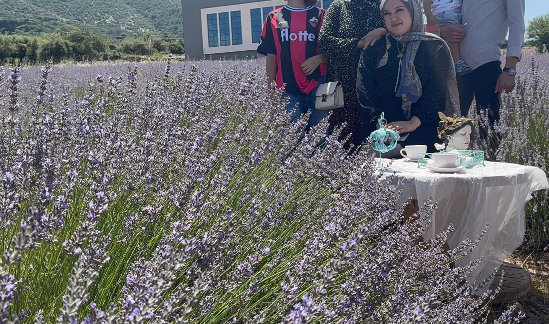 Osmaniye’nin Düziçi ilçesinde, Kadın Kooperatifi’nin özverili çalışmalarıyla bakımı yapılan lavanta