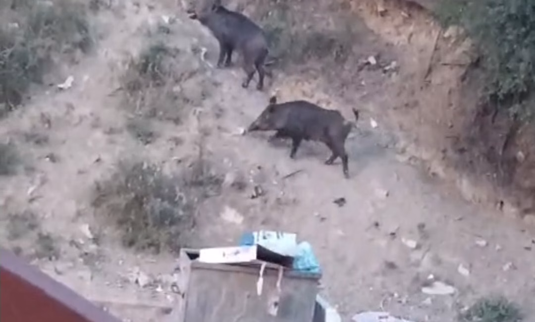 Alican GÜMÜŞ/ HATAY, – HATAY’da aç kalan 2 yaban domuzu,