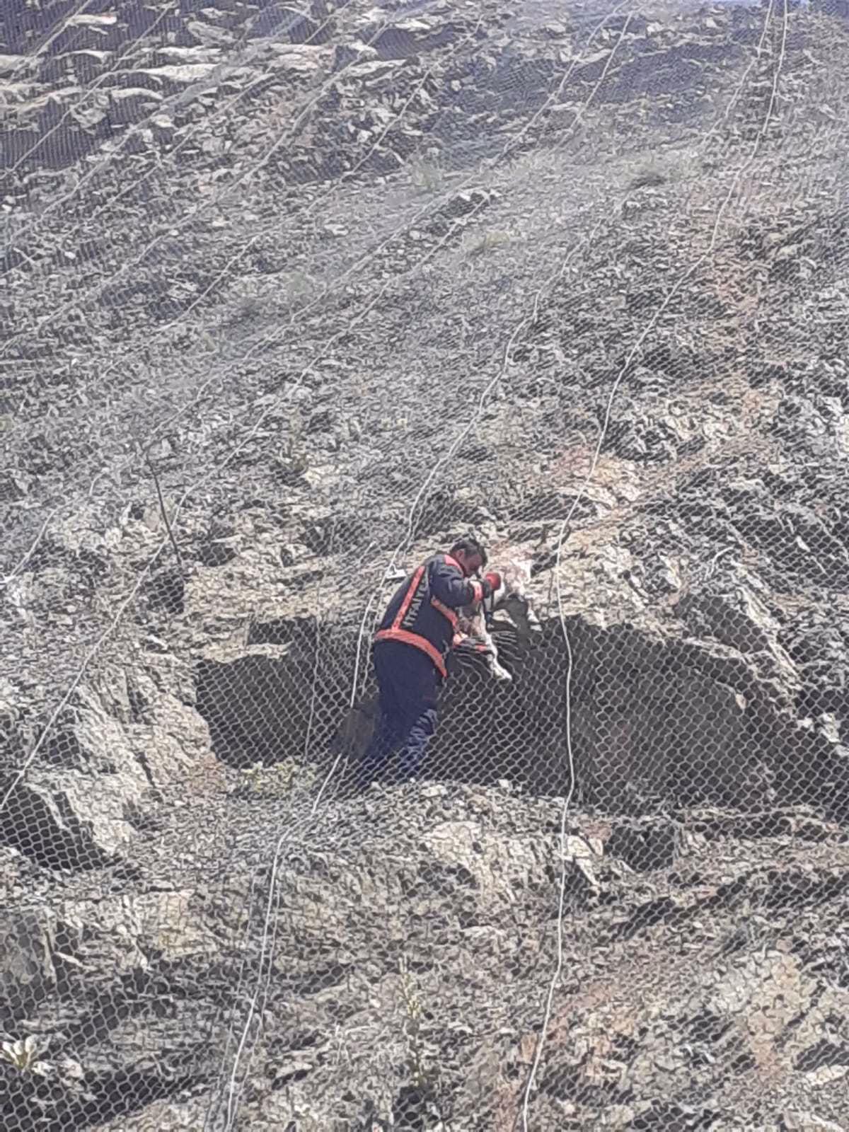 Koruma ağlarına takılan yabani keçiler kurtarıldı