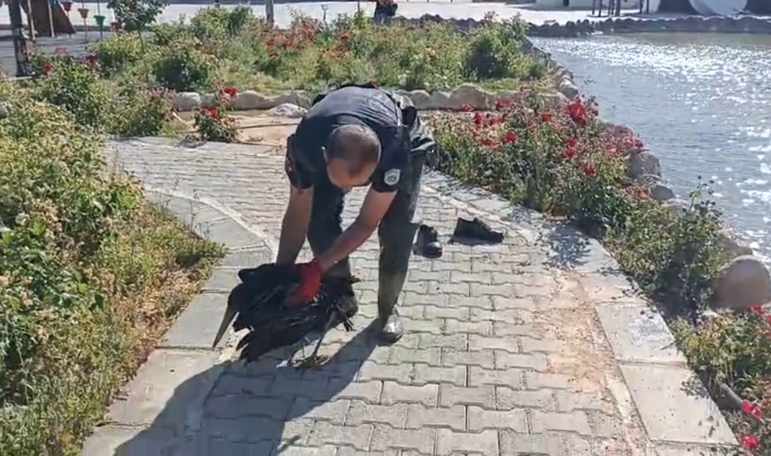 MALATYA, – MALATYA’nın Darende ilçesinde, yaralı halde süs havuzuna konan
