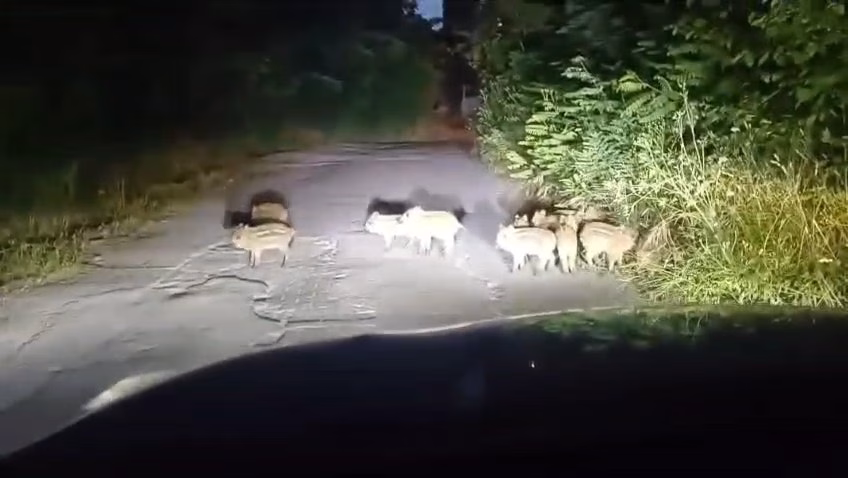 Sinan KABATEPE/ EREĞLİ(Zonguldak), – ZONGULDAK’ın Ereğli ilçesinin merkezine yakın bir