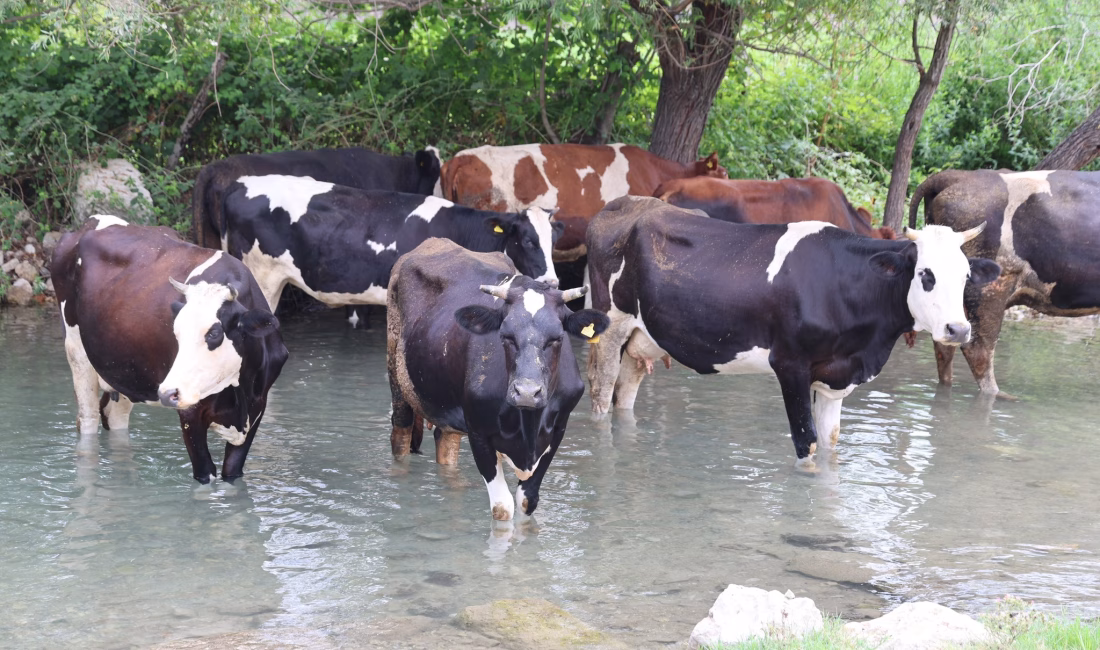 Adana’nın Kozan ilçesinde sıcaklar bunaltınca, cadde ve sokaklar boş kaldı.Kenar