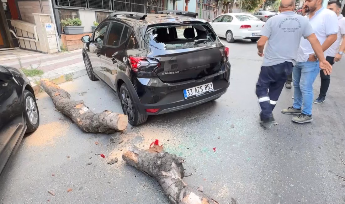 İhsan DÖRTKARDEŞ/İSTANBUL, – AVCILAR’da kökü kuruyan ağaç, park halindeki otomobilin