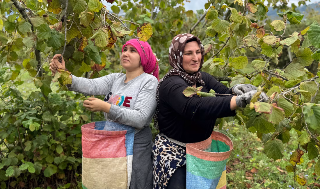 Emrah GEMİCİOĞLU/ORDU, – ORDU’da bölgenin en önemli geçim kaynağı olan