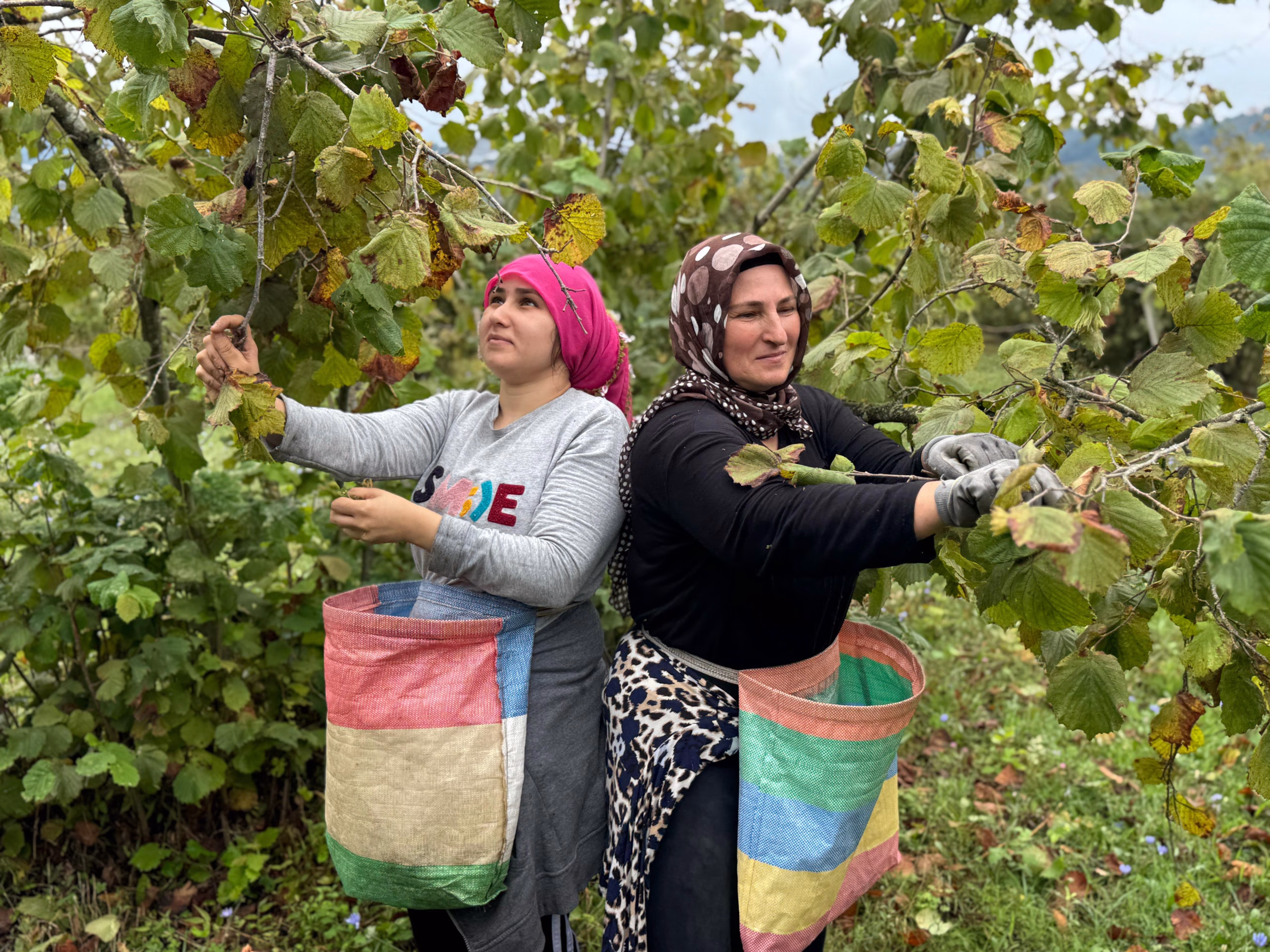 Ordu’da fındık hasadı başladı